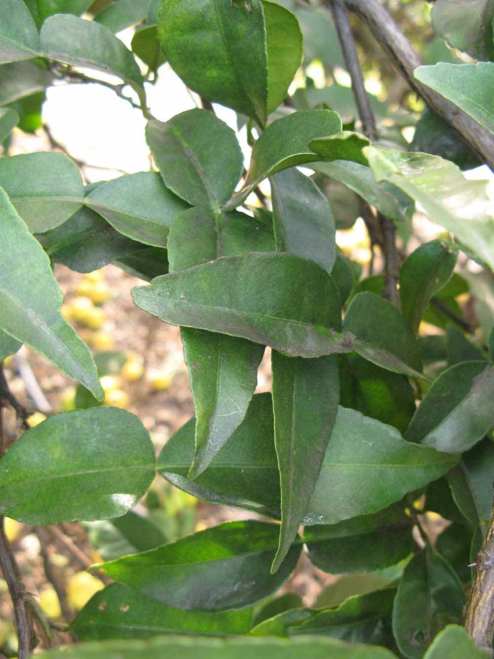            Shade leaves (Winter Haven, FL)   